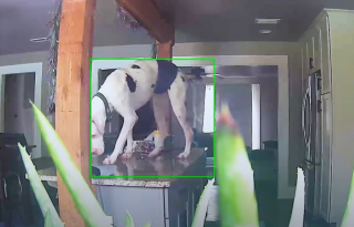 Illustration de l'article : Un Dogue Allemand va aider son congénère à surmonter son anxiété sévère