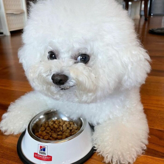 Illustration de l'article : 20 photos ravissantes de Ham Arang, Bichon à poil frisé dont la bonne humeur est contagieuse