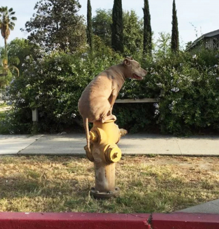 Illustration de l'article : 19 photos surprenantes de chiens ayant manifestement été des chats dans une autre vie