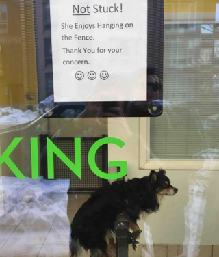 Illustration de l'article : 19 photos surprenantes de chiens ayant manifestement été des chats dans une autre vie