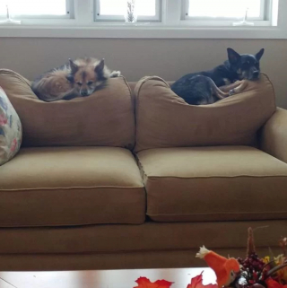 Illustration de l'article : 19 photos surprenantes de chiens ayant manifestement été des chats dans une autre vie