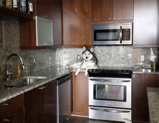 Illustration de l'article : 19 photos surprenantes de chiens ayant manifestement été des chats dans une autre vie