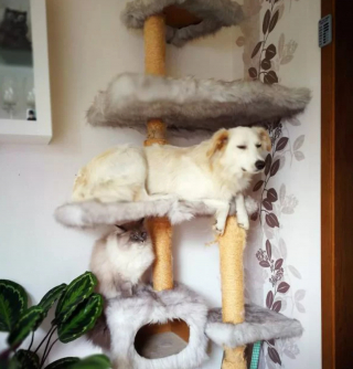 Illustration de l'article : 19 photos surprenantes de chiens ayant manifestement été des chats dans une autre vie