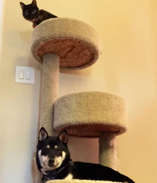 Illustration de l'article : 19 photos surprenantes de chiens ayant manifestement été des chats dans une autre vie