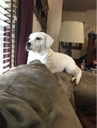 Illustration de l'article : 19 photos surprenantes de chiens ayant manifestement été des chats dans une autre vie