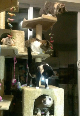 Illustration de l'article : 19 photos surprenantes de chiens ayant manifestement été des chats dans une autre vie