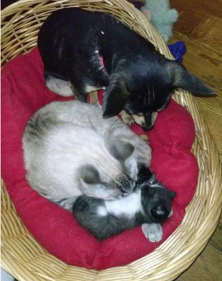 Illustration de l'article : 19 photos surprenantes de chiens ayant manifestement été des chats dans une autre vie