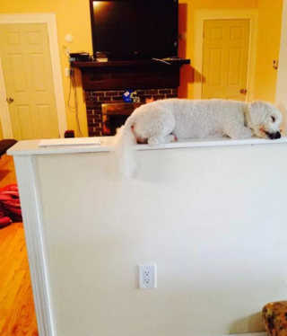 Illustration de l'article : 19 photos surprenantes de chiens ayant manifestement été des chats dans une autre vie