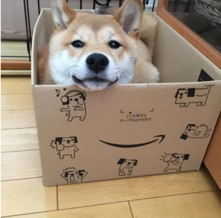 Illustration de l'article : 19 photos surprenantes de chiens ayant manifestement été des chats dans une autre vie