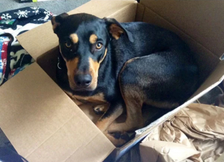 Illustration de l'article : 19 photos surprenantes de chiens ayant manifestement été des chats dans une autre vie