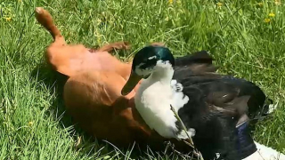 Illustration de l'article : Vidéo : un chiot et un canard se lient d’amitié et jouent tout le temps ensemble