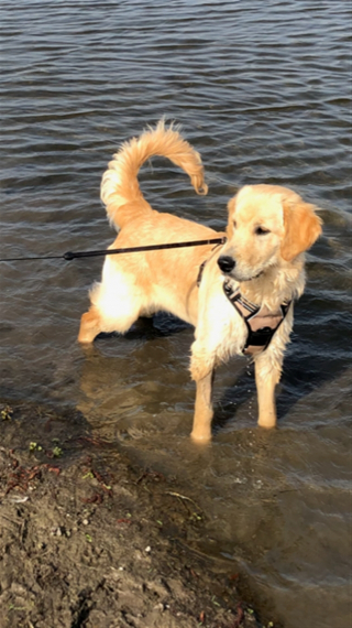 Illustration de l'article : Un chiot découvre une enveloppe remplie de billets d’argent, et la déchiquette entièrement !