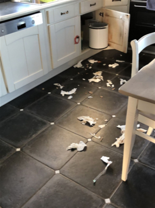 Illustration de l'article : Un chiot découvre une enveloppe remplie de billets d’argent, et la déchiquette entièrement !