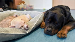 Illustration de l'article : Ce Rottweiler aveugle adopté 1 an plus tôt va permettre à 2 chiots abandonnés de vivre le même bonheur que lui