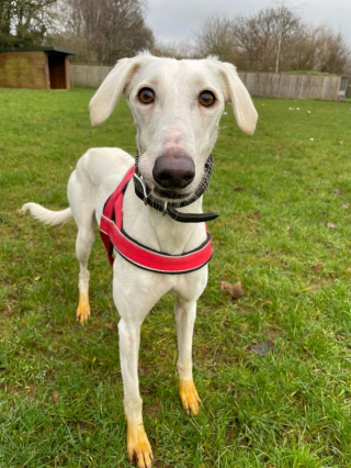 Illustration de l'article : À sa grande surprise, un refuge accueille une chienne errante avec le bout des pattes tout jaune