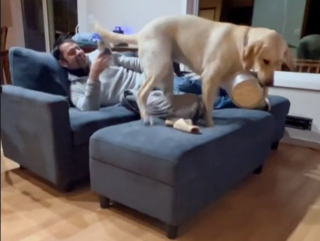 Illustration de l'article : Un Labrador rigoureux dénonce les bêtises de sa sœur fraichement adoptée