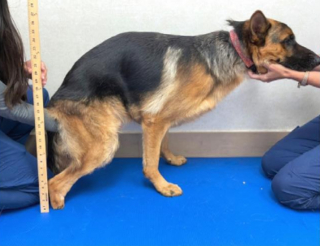 Illustration de l'article : Un Berger Allemand, qui avait tragiquement perdu 2 pattes, va enfin pouvoir marcher grâce à de généreux donateurs