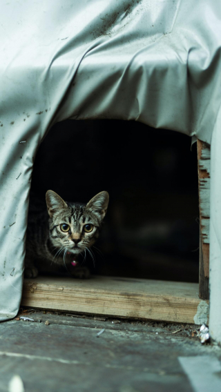 Illustration de l'article : Un chat et chien échappent à la guerre en Ukraine grâce aux associations françaises