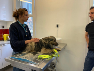 Illustration de l'article : Un chat et chien échappent à la guerre en Ukraine grâce aux associations françaises