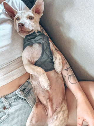 Illustration de l'article : Vidéo : un chien abandonné et terrorisé par les humains se métamorphose après avoir été adopté