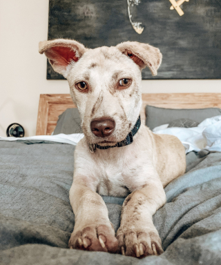 Illustration de l'article : Vidéo : un chien abandonné et terrorisé par les humains se métamorphose après avoir été adopté