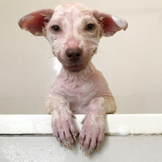 Illustration de l'article : Vidéo : un chien abandonné et terrorisé par les humains se métamorphose après avoir été adopté