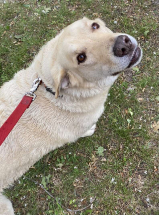 Illustration de l'article : Vidéo : tous les jours, ce chien traverse un lac à la nage pour aller saluer les habitants de l’autre rivage