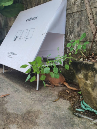 Illustration de l'article : En Thaïlande, un homme réutilise des panneaux publicitaires afin de les transformer en abris pour les chiens errants
