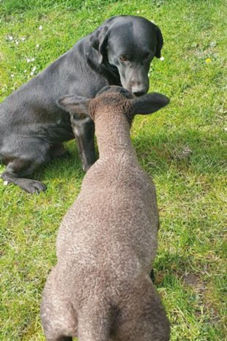 Illustration de l'article : Une fermière ne peut pas donner le biberon à tous ses agneaux et demande à son Labrador de l’aider !