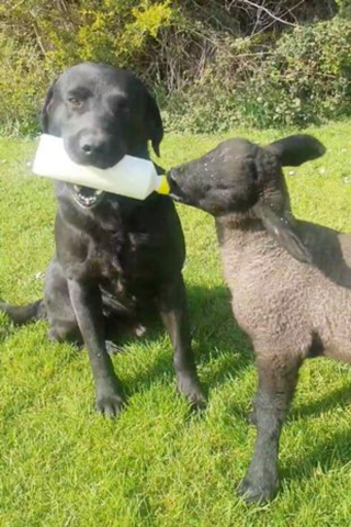 Illustration de l'article : Une fermière ne peut pas donner le biberon à tous ses agneaux et demande à son Labrador de l’aider !