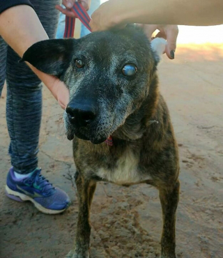 Illustration de l'article : Les multiples handicaps de cet ancien chien battu ont repoussé de nombreux adoptants, mais pas Danila