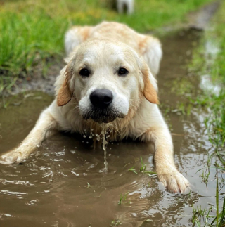 Illustration de l'article : Les parents de ce Golden Retriever ont une certitude : personne n’aime autant la boue que leur chien ! (vidéo)