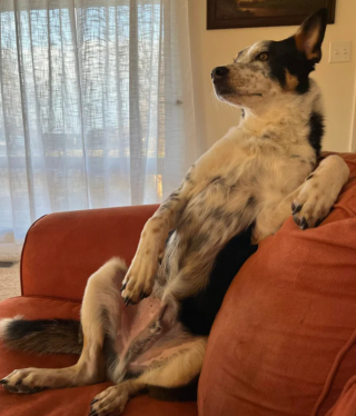 Illustration de l'article : 9 photos de chiens affichant des comportements étonnants et dont ils sont les seuls à connaître les secrets
