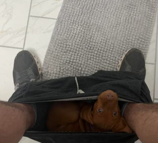 Illustration de l'article : 9 photos de chiens affichant des comportements étonnants et dont ils sont les seuls à connaître les secrets