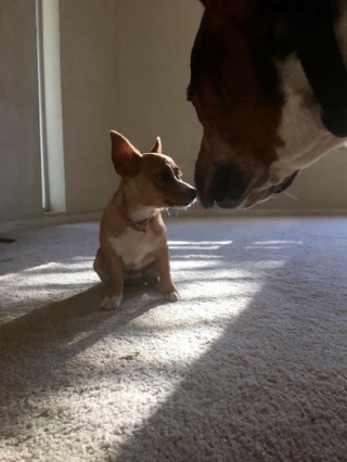 Illustration de l'article : 9 photos de petits chiens qui ne sont absolument pas intimidés par le physique imposant de leurs congénères