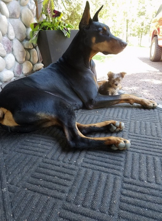 Illustration de l'article : 9 photos de petits chiens qui ne sont absolument pas intimidés par le physique imposant de leurs congénères