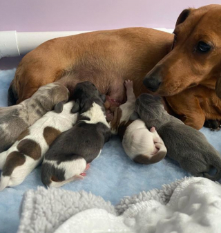 Illustration de l'article : 20 photos de chiennes épuisées par la maternité, mais posant avec fierté aux côtés de leurs petits