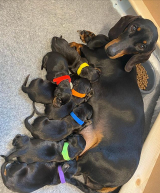 Illustration de l'article : 20 photos de chiennes épuisées par la maternité, mais posant avec fierté aux côtés de leurs petits