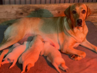 Illustration de l'article : 20 photos de chiennes épuisées par la maternité, mais posant avec fierté aux côtés de leurs petits