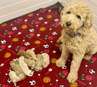 Illustration de l'article : 20 photos de chiennes épuisées par la maternité, mais posant avec fierté aux côtés de leurs petits