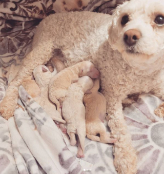 Illustration de l'article : 20 photos de chiennes épuisées par la maternité, mais posant avec fierté aux côtés de leurs petits