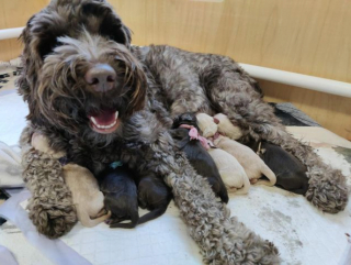 Illustration de l'article : 20 photos de chiennes épuisées par la maternité, mais posant avec fierté aux côtés de leurs petits