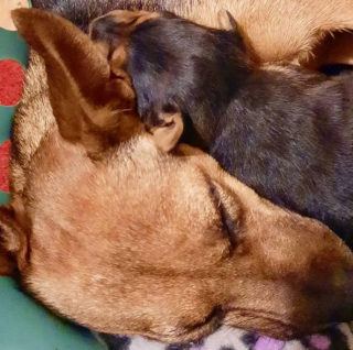 Illustration de l'article : 20 photos de chiennes épuisées par la maternité, mais posant avec fierté aux côtés de leurs petits