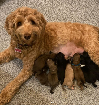 Illustration de l'article : 20 photos de chiennes épuisées par la maternité, mais posant avec fierté aux côtés de leurs petits