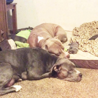 Illustration de l'article : 20 photos de chiennes épuisées par la maternité, mais posant avec fierté aux côtés de leurs petits