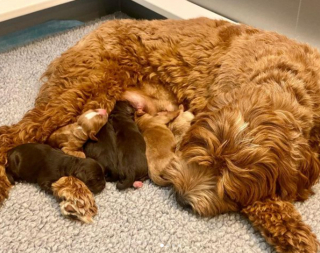 Illustration de l'article : 20 photos de chiennes épuisées par la maternité, mais posant avec fierté aux côtés de leurs petits