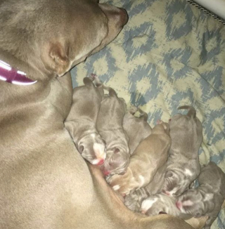 Illustration de l'article : 20 photos de chiennes épuisées par la maternité, mais posant avec fierté aux côtés de leurs petits