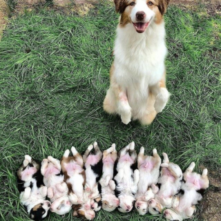 Illustration de l'article : 20 photos de chiennes épuisées par la maternité, mais posant avec fierté aux côtés de leurs petits