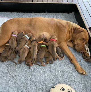 Illustration de l'article : 20 photos de chiennes épuisées par la maternité, mais posant avec fierté aux côtés de leurs petits