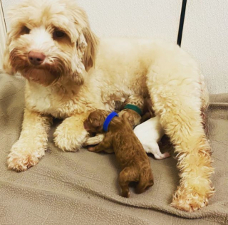 Illustration de l'article : 20 photos de chiennes épuisées par la maternité, mais posant avec fierté aux côtés de leurs petits